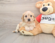 5 week old Cavachon Puppy For Sale - Pilesgrove Pups