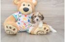 Cavachon Puppy for Adoption