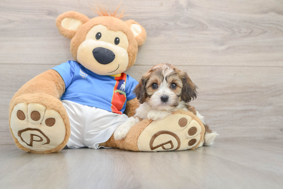 Smart Cavachon Designer Pup