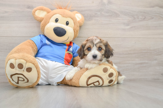 Smart Cavachon Designer Pup