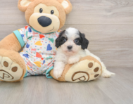 6 week old Cavachon Puppy For Sale - Pilesgrove Pups