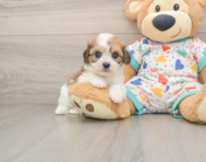 8 week old Cavachon Puppy For Sale - Pilesgrove Pups