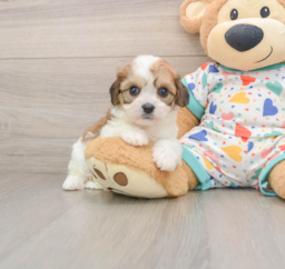 6 week old Cavachon Puppy For Sale - Pilesgrove Pups