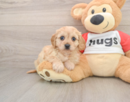 5 week old Cavachon Puppy For Sale - Pilesgrove Pups