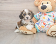 5 week old Cavachon Puppy For Sale - Pilesgrove Pups