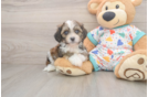 Adorable Cavalier Bichon Designer Puppy