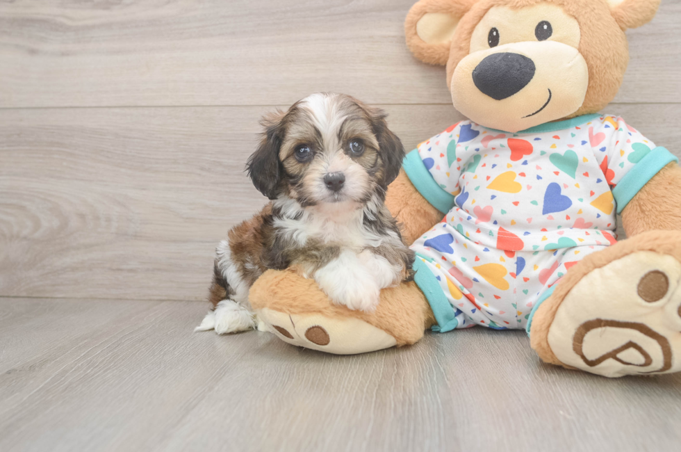 5 week old Cavachon Puppy For Sale - Pilesgrove Pups