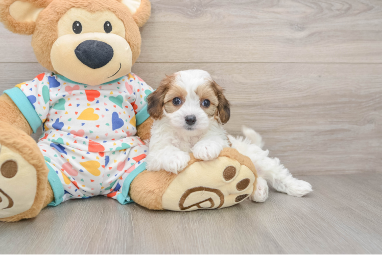 Cavachon Puppy for Adoption