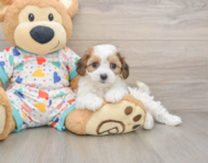 5 week old Cavachon Puppy For Sale - Pilesgrove Pups