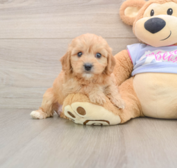5 week old Cavachon Puppy For Sale - Pilesgrove Pups