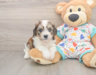 5 week old Cavachon Puppy For Sale - Pilesgrove Pups