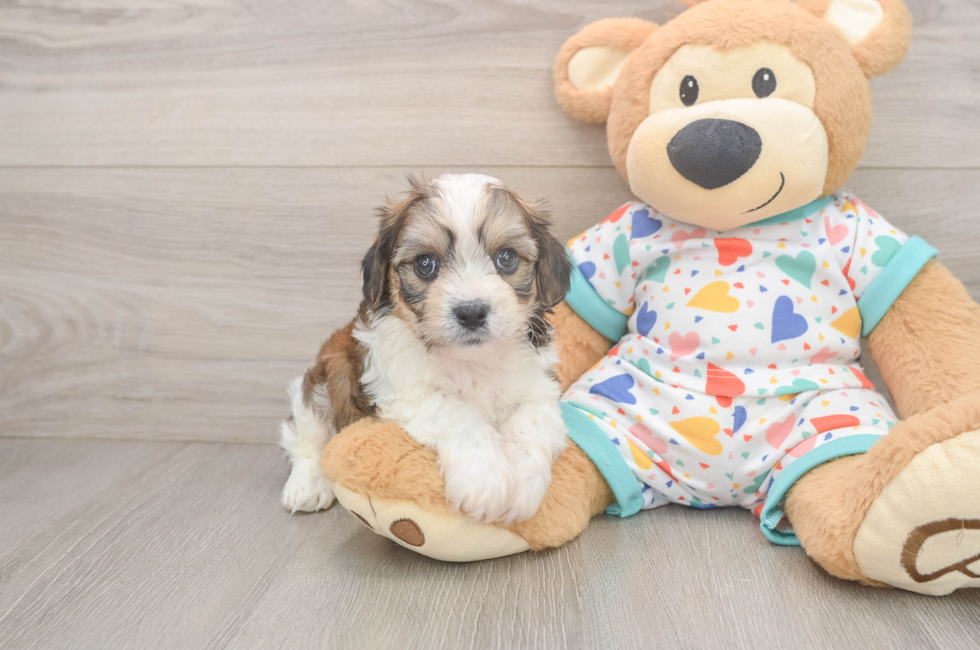 5 week old Cavachon Puppy For Sale - Pilesgrove Pups