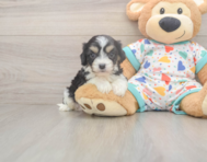 5 week old Cavachon Puppy For Sale - Pilesgrove Pups