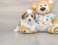 5 week old Cavachon Puppy For Sale - Pilesgrove Pups