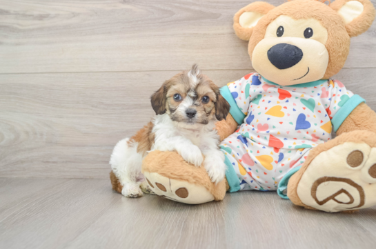 Cavachon Puppy for Adoption