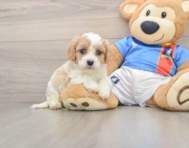 5 week old Cavachon Puppy For Sale - Pilesgrove Pups