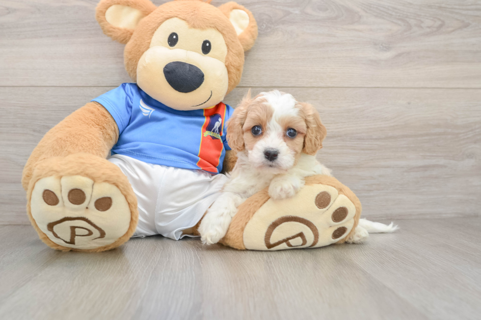 Popular Cavachon Designer Pup