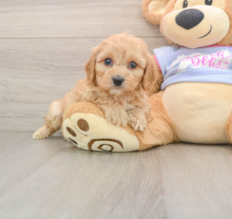 5 week old Cavachon Puppy For Sale - Pilesgrove Pups