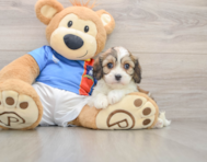 5 week old Cavachon Puppy For Sale - Pilesgrove Pups