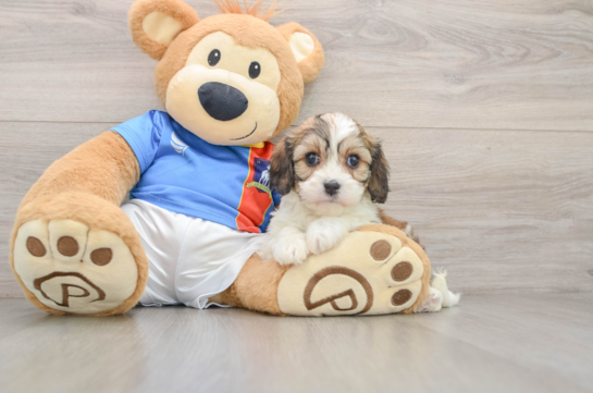 Cavachon Pup Being Cute