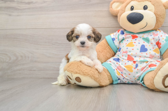 SHERRY, a Cavachon littermate