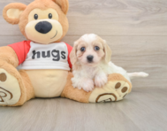 5 week old Cavachon Puppy For Sale - Pilesgrove Pups