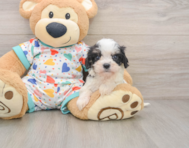 5 week old Cavachon Puppy For Sale - Pilesgrove Pups