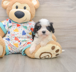 8 week old Cavachon Puppy For Sale - Pilesgrove Pups