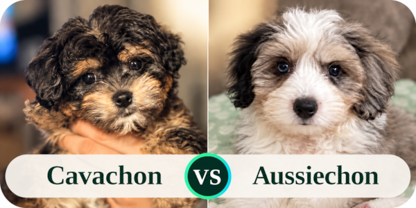 Cavachon vs Aussiechon: Which One Is Right for You?