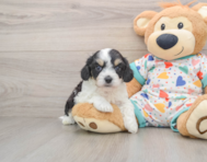 7 week old Cavachon Puppy For Sale - Pilesgrove Pups
