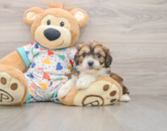 6 week old Cavachon Puppy For Sale - Pilesgrove Pups