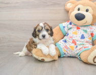6 week old Cavachon Puppy For Sale - Pilesgrove Pups