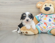 5 week old Cavachon Puppy For Sale - Pilesgrove Pups