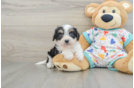 Cavachon Puppy for Adoption