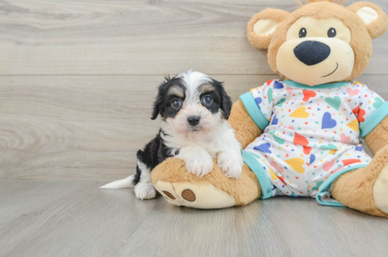 Cavachon Puppy for Adoption