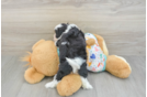 Hypoallergenic Cavalier Bichon Designer Puppy