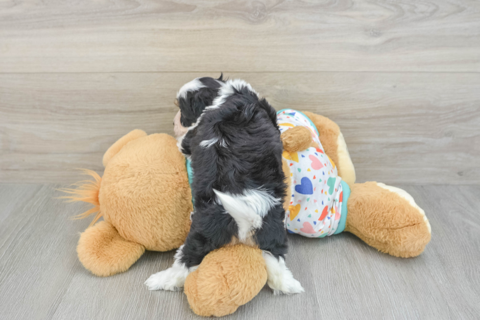 Hypoallergenic Cavalier Bichon Designer Puppy