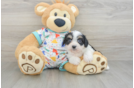 Best Cavachon Baby