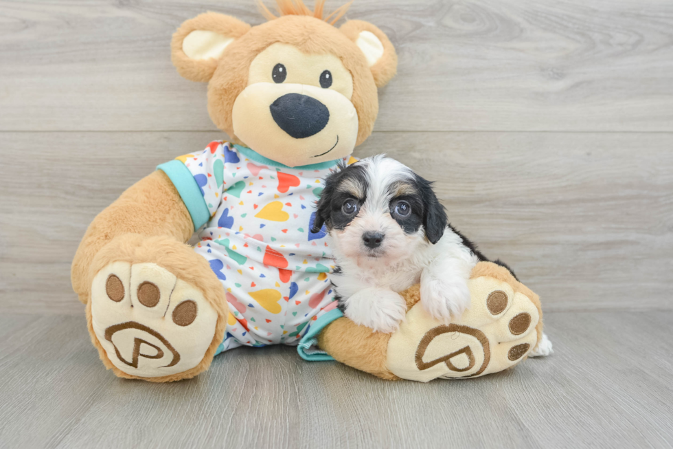 Best Cavachon Baby