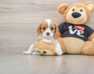 6 week old Cavalier King Charles Spaniel Puppy For Sale - Pilesgrove Pups