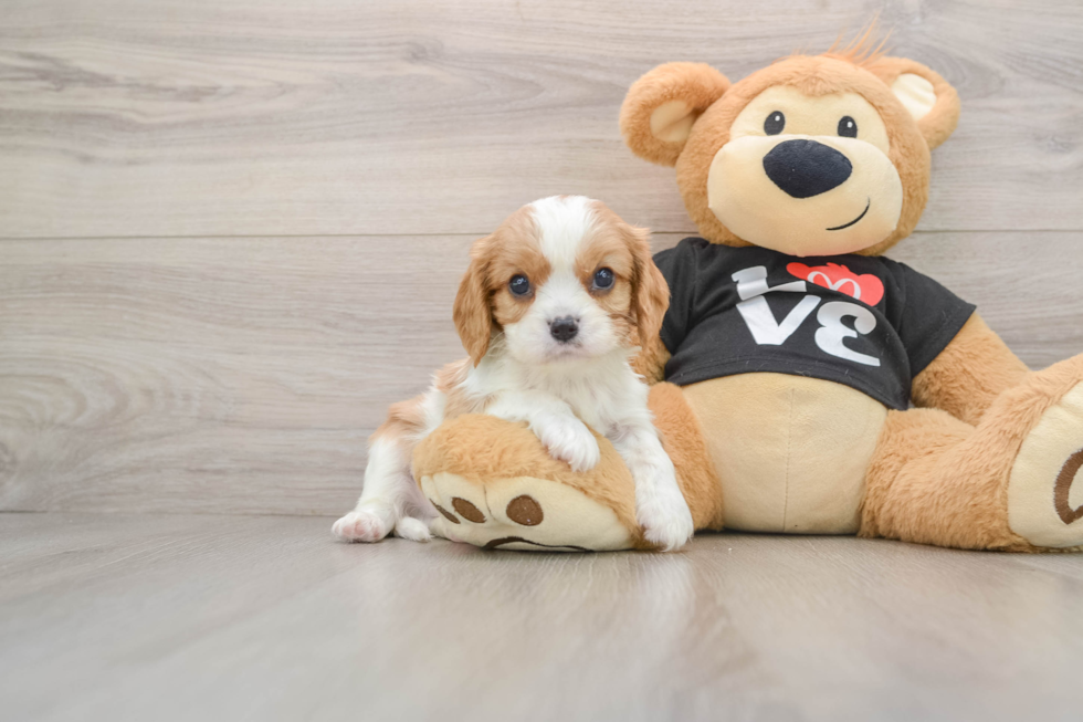 Playful Cavalier King Charles Spaniel Purebred Pup