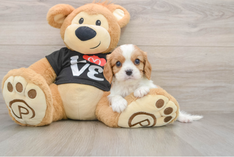 Little Cavalier King Charles Spaniel Purebred Pup