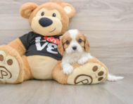 6 week old Cavalier King Charles Spaniel Puppy For Sale - Pilesgrove Pups
