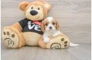 Little Cavalier King Charles Spaniel Purebred Pup
