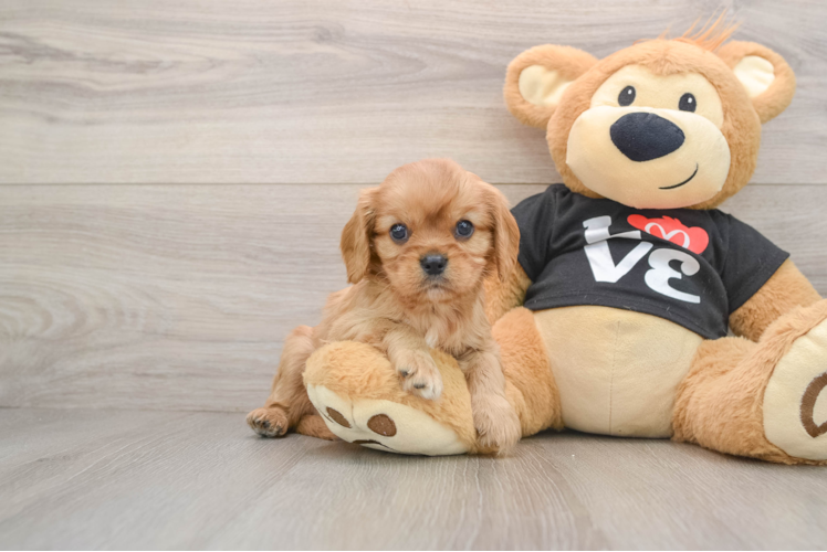 Cavalier King Charles Spaniel Puppy for Adoption