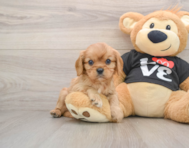 6 week old Cavalier King Charles Spaniel Puppy For Sale - Pilesgrove Pups