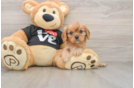 Cavalier King Charles Spaniel Puppy for Adoption