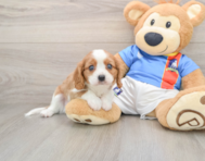 7 week old Cavalier King Charles Spaniel Puppy For Sale - Pilesgrove Pups
