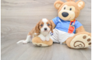 Best Cavalier King Charles Spaniel Baby