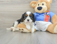 6 week old Cavalier King Charles Spaniel Puppy For Sale - Pilesgrove Pups